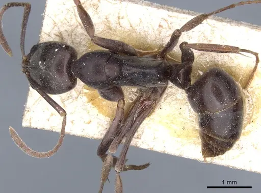 Mesoponera melanaria - CASENT0903930