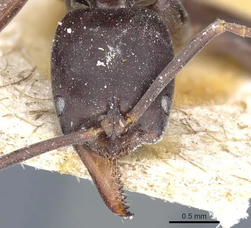 Mesoponera melanaria - CASENT0903930