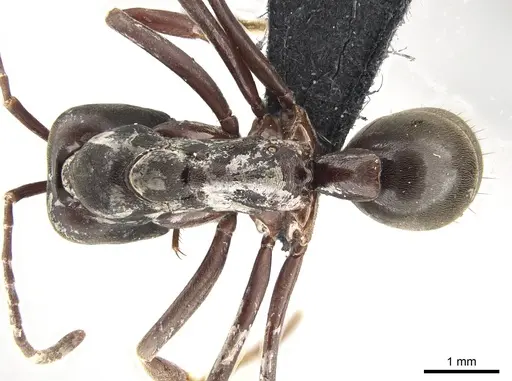 Mesoponera papuana specimen