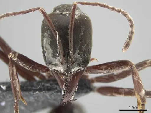 Mesoponera papuana specimen