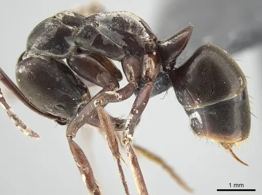 Mesoponera papuana specimen