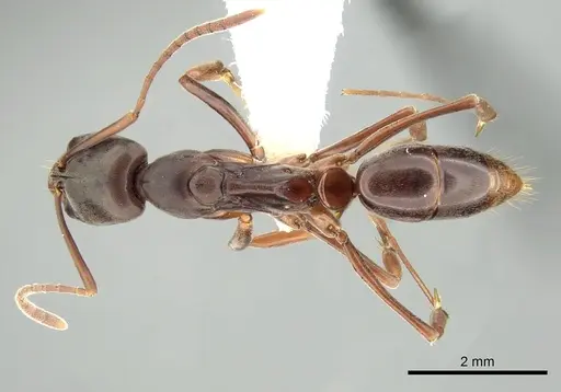 Mesoponera rubra specimen