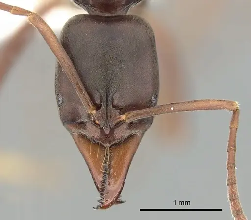 Mesoponera rubra specimen