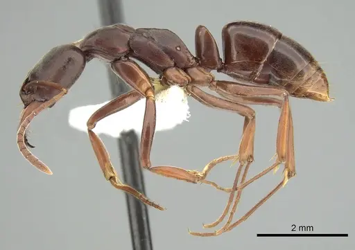 Mesoponera rubra specimen