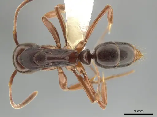 Mesoponera rubra - CASENT0634162