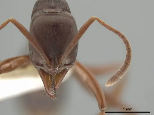 Mesoponera rubra - CASENT0634162