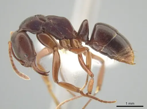 Mesoponera rubra - CASENT0634162