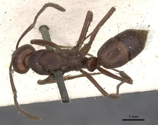 Mesoponera rubra - CASENT0901349