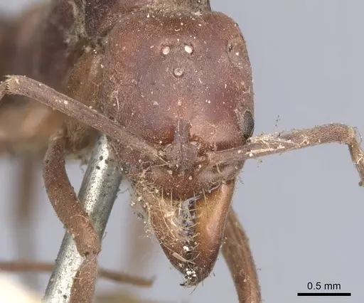 Mesoponera rubra - CASENT0901349