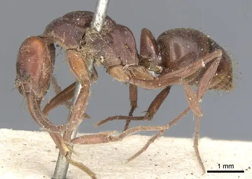 Mesoponera rubra - CASENT0901349