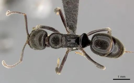 Mesoponera subiridescens specimen