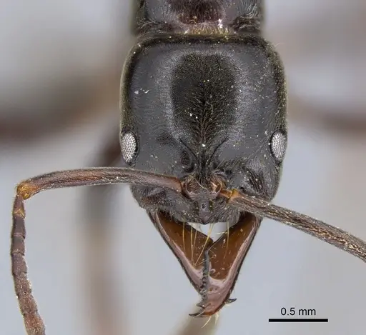 Mesoponera subiridescens specimen