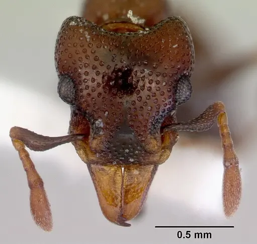 Mesostruma bella specimen