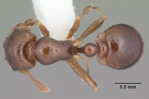 Mesostruma browni specimen