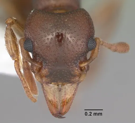 Mesostruma browni specimen