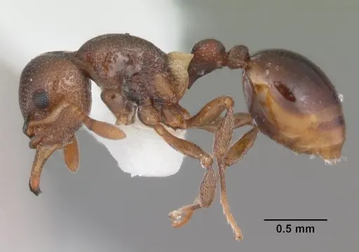 Mesostruma browni specimen