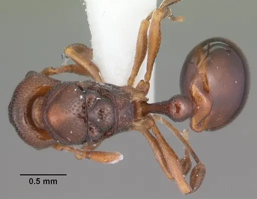 Mesostruma browni - CASENT0010925