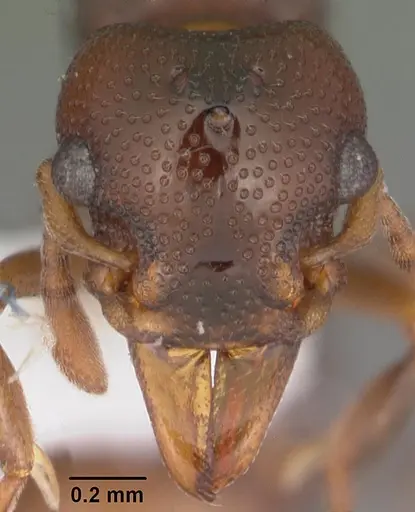 Mesostruma browni - CASENT0010925