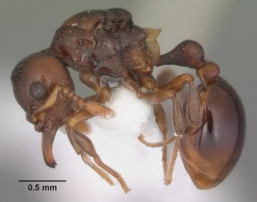 Mesostruma browni - CASENT0010925