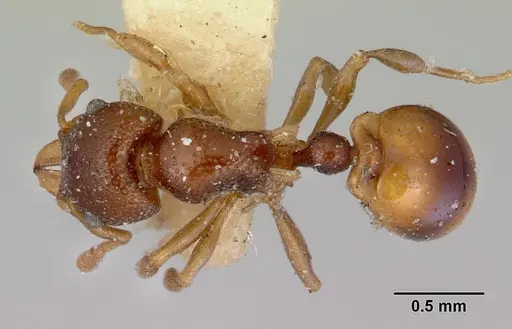 Mesostruma browni - CASENT0172467