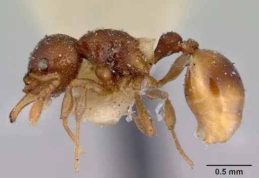 Mesostruma browni - CASENT0172467