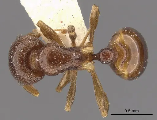 Mesostruma browni - CASENT0900003