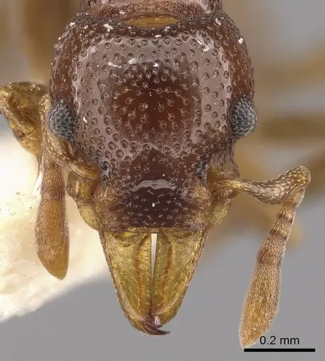 Mesostruma browni - CASENT0900003