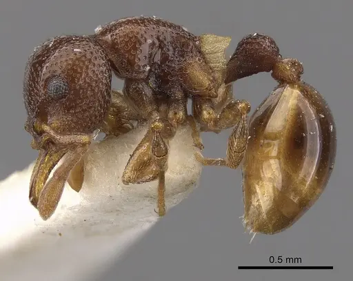 Mesostruma browni - CASENT0900003