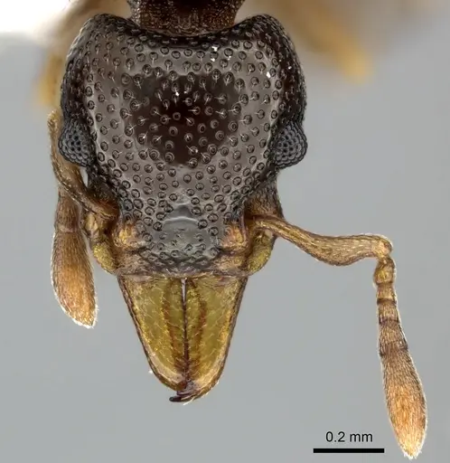 Mesostruma browni - QMT112783