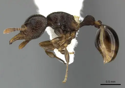 Mesostruma browni - QMT112783