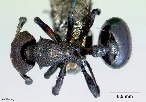 Mesostruma eccentrica specimen