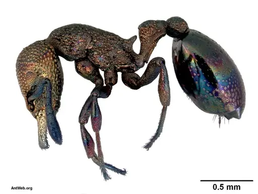 Mesostruma eccentrica specimen