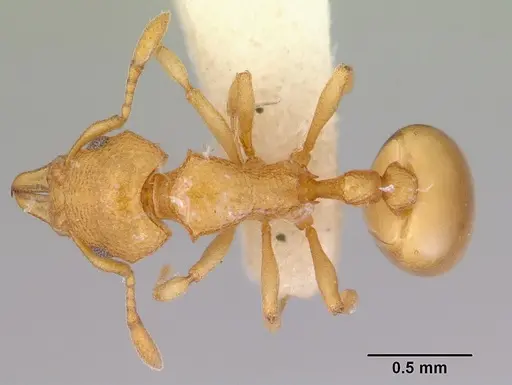 Mesostruma eccentrica - CASENT0172469