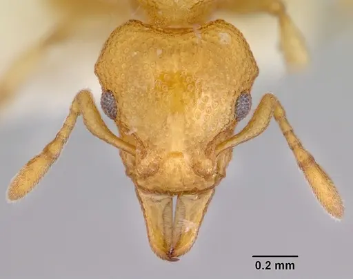 Mesostruma eccentrica - CASENT0172469