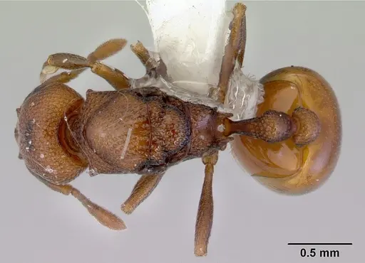 Mesostruma eccentrica - CASENT0172470