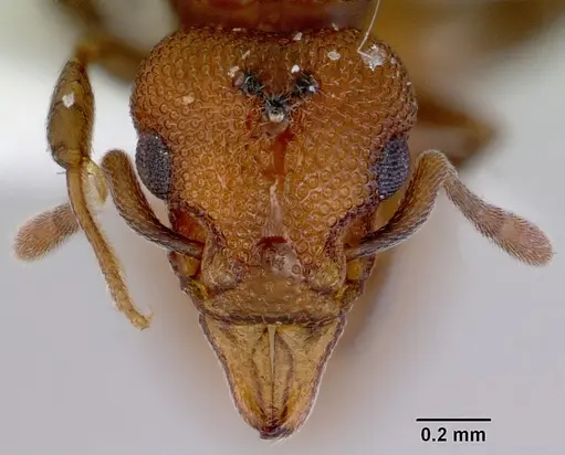 Mesostruma eccentrica - CASENT0172470