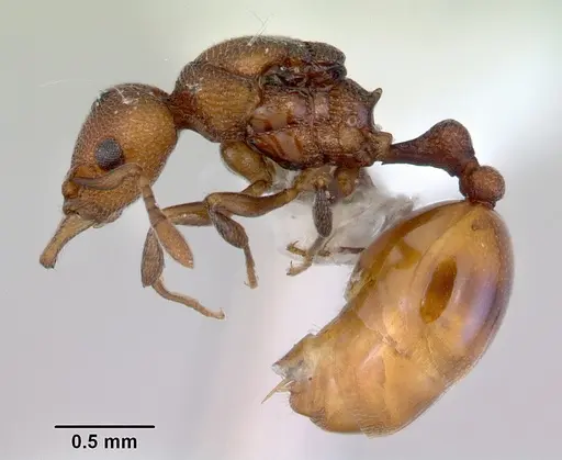 Mesostruma eccentrica - CASENT0172470