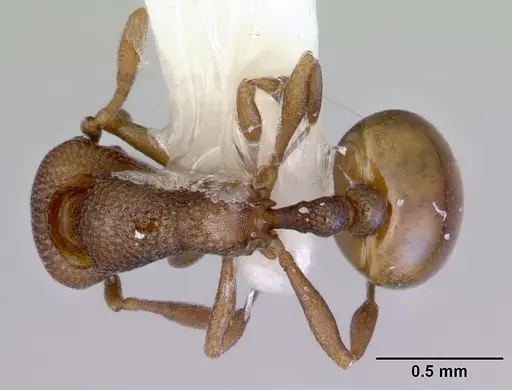 Mesostruma eccentrica - CASENT0172471