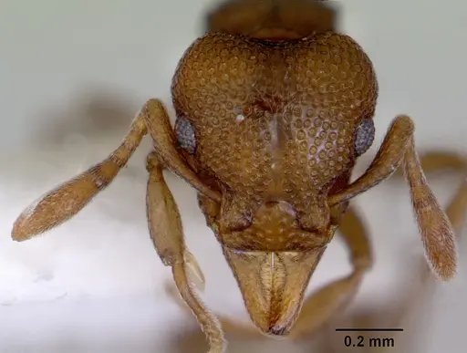 Mesostruma eccentrica - CASENT0172471