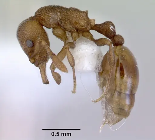 Mesostruma eccentrica - CASENT0172471