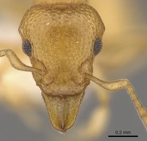 Mesostruma eccentrica - CASENT0900002