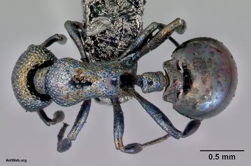 Mesostruma exolympica specimen