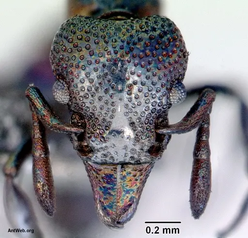 Mesostruma exolympica specimen