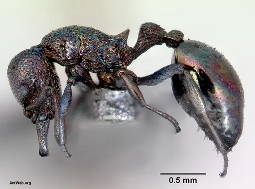 Mesostruma exolympica specimen