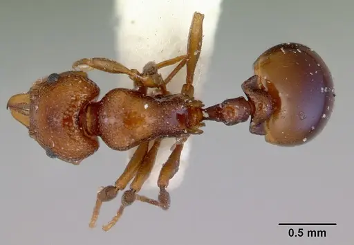 Mesostruma exolympica - CASENT0172473