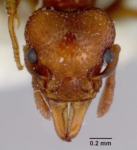 Mesostruma exolympica - CASENT0172473