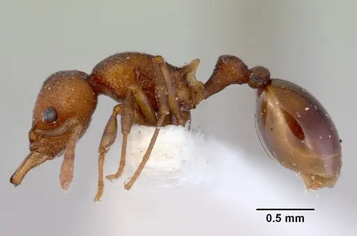 Mesostruma exolympica - CASENT0172473