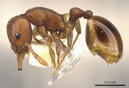 Mesostruma exolympica - CASENT0900001