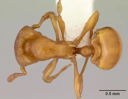 Mesostruma inornata specimen