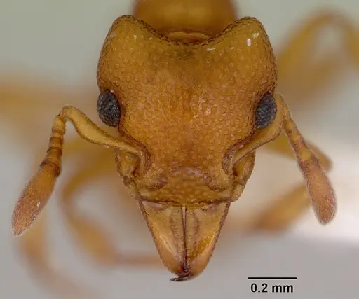 Mesostruma inornata specimen